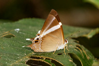 Archigenes neophron-3227 - Doi - Suthep - 19/02/26