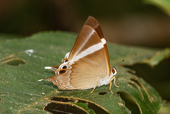 Archigenes neophron-3227 - Doi - Suthep - 19/02/26