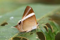 Archigenes neophron-3239 - Doi - Suthep - 19/02/26
