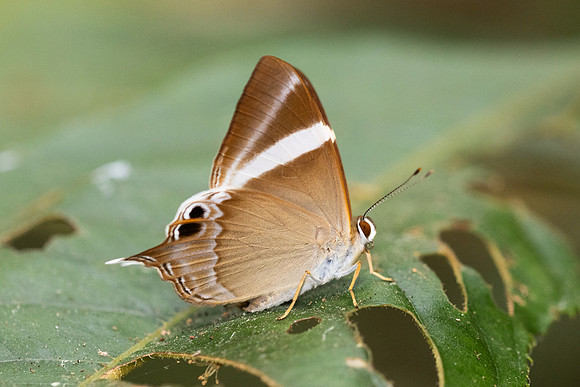 Archigenes neophron-3239 - Doi - Suthep - 19/02/26
