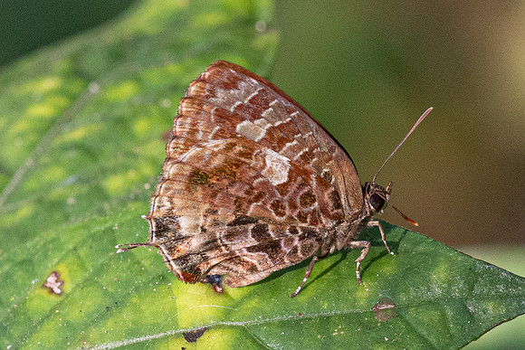 Arhopala abseus--7 - Doi - Suthep (468m) - 17/02/26