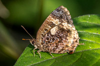 Arhopala abseus--8 - Doi - Suthep - 17/02/26