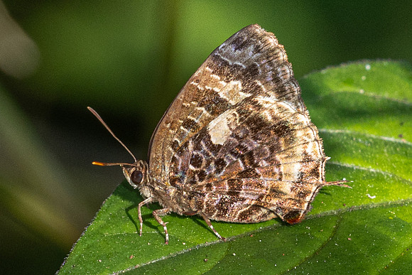 Arhopala abseus--8 - Doi - Suthep - 17/02/26