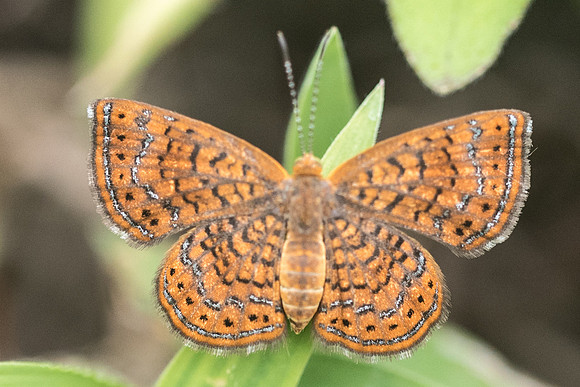 Calephelis sp-1453