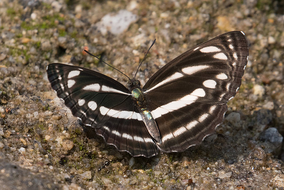 Neptis clnia id? -0368 Doi-Suthep 7/03/23
