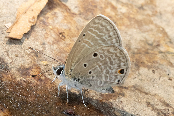 Azanus urios-6986 - Doi-Suthep - 28/03/24