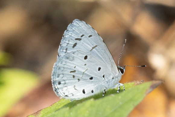 Acytolepis puspa-3420 - Chiang Mai (462 m) -  20/02/26