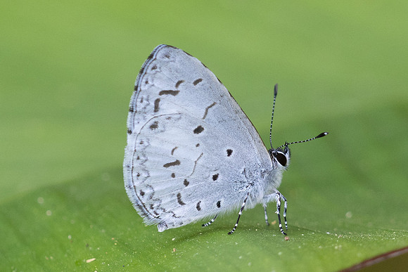 Acytolepis puspa-3725 - Chiang Mai - 20/02/26