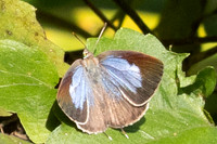 Arhopala bazalus-Doi Suthep - 1/03/26