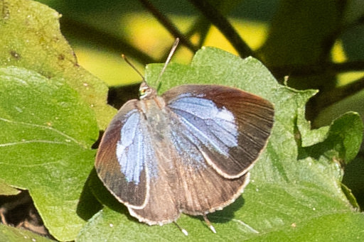 Arhopala bazalus-Doi Suthep - 1/03/26