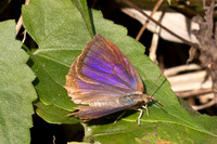 Arhopala fulla--9- Doi Suthep - 01/03/26