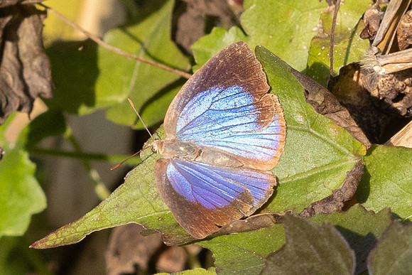 Arhopala fulla--8- Doi Suthep - 01/03/26