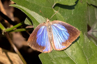 Arhopala fulla--13- Doi Suthep - 01/03/26
