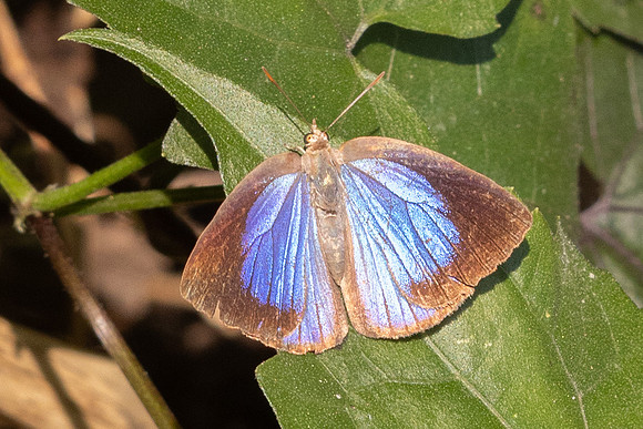 Arhopala fulla--13- Doi Suthep - 01/03/26