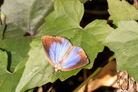 Arhopala fulla--15 - Doi Suthep - 01/03/26