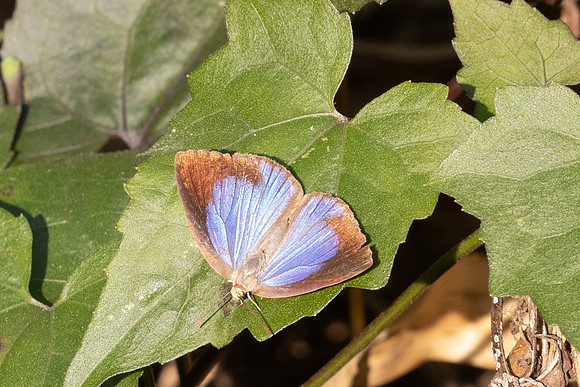 Arhopala fulla--15 - Doi Suthep - 01/03/26