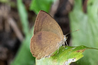 Arhopala fulla-3333- Doi Suthep (468 m)- 20/02/26