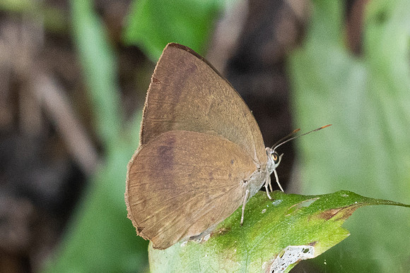 Arhopala fulla-3333- Doi Suthep (468 m)- 20/02/26