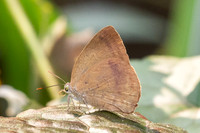 Arhopala fulla-3337 - Doi Suthep - 20/02/26