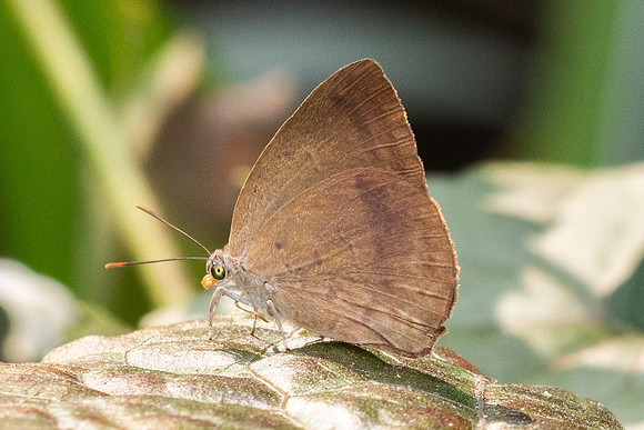 Arhopala fulla-3338 - Doi Suthep - 20/02/26