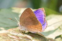 Arhopala fulla-3340 - Doi Suthep - 20/02/26