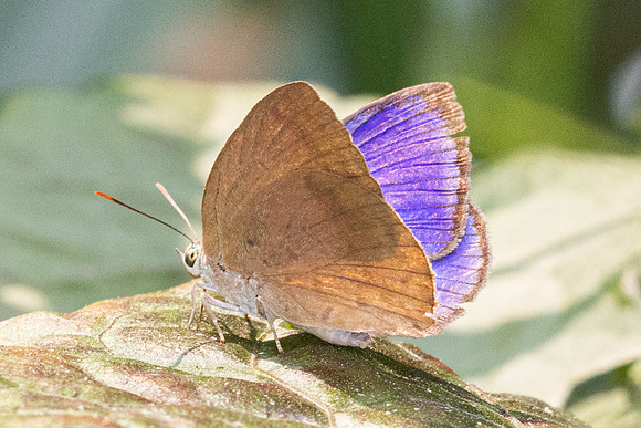 Arhopala fulla-3340 - Doi Suthep - 20/02/26