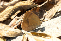 Arhopala fulla--32 - Doi Suthep - 17/02/26