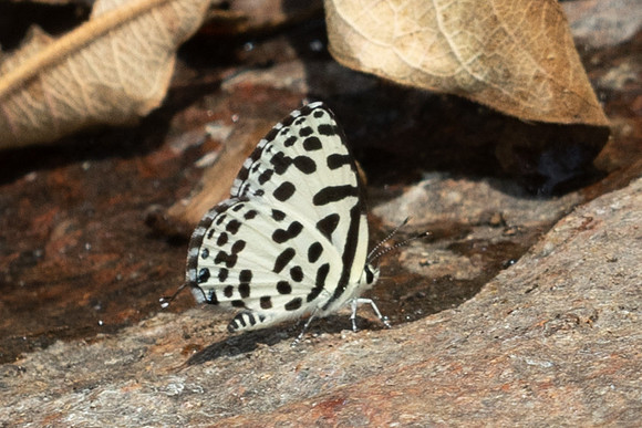 Castalius rosimon-3472 - Doi Suthep - 20/02/26