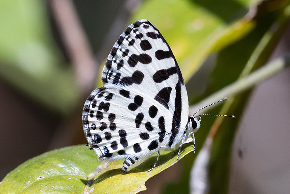 Castalius rosimon--25 - Doi Suthep - 1/03/26