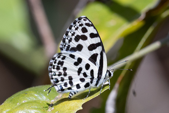 Castalius rosimon--10 - Doi Suthep - 01/03/26