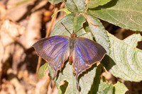 Cheritrella truncipennis-3212 - Doi Suthep - 19/02/26