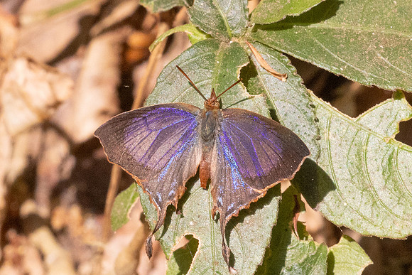 Cheritrella truncipennis-3212 - Doi Suthep - 19/02/26