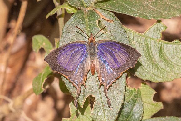 Cheritrella truncipennis-3216 - Doi Suthep (1577 m) - 19/02/26