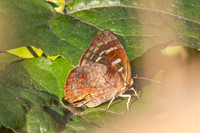 Flos adriana-15 - Doi-Suthep - 28/02/26