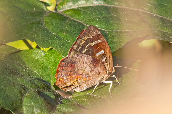 Flos adriana-15 - Doi-Suthep - 28/02/26