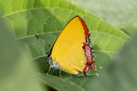 Heliophorus sp-2834 - Mae Kampong Waterfall - 18/02/26