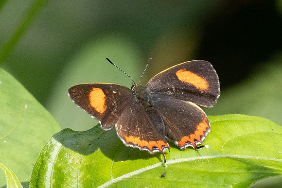 Heliophorus sp-2833 - Mae Kampong Waterfall - 18/02/26