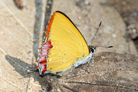Heliophorus sp--59- Doi-Suthep - 28/02/26