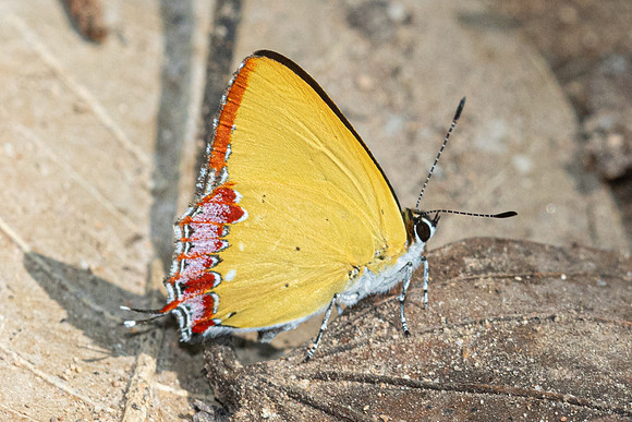 Heliophorus sp--59- Doi-Suthep - 28/02/26