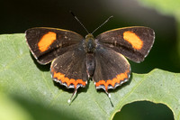 Heliophorus sp-2846 - Mae Kampong Waterfall - 18/02/26