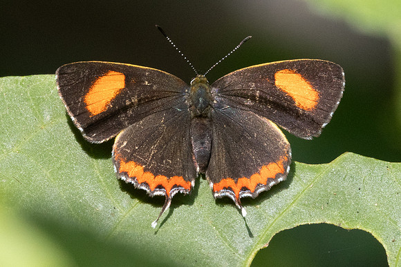 Heliophorus sp-2846 - Mae Kampong Waterfall - 18/02/26