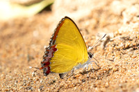 Heliophorus sp-3594 - Doi-Suthep (1180 m) - 20/02/26
