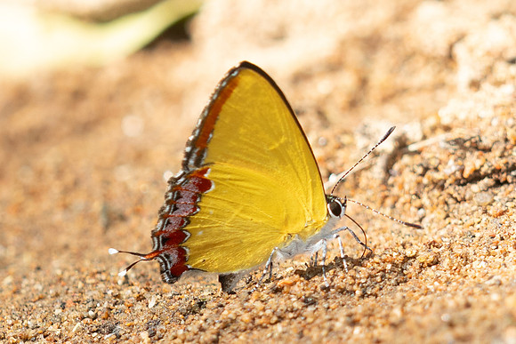 Heliophorus sp-3594 - Doi-Suthep (1180 m) - 20/02/26