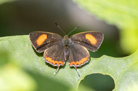 Heliophorus sp-2845 - Mae Kampong Waterfall - 18/02/26