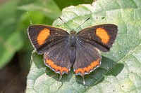 Heliophorus sp-2877- Mae Kampong Waterfall - 18/02/26