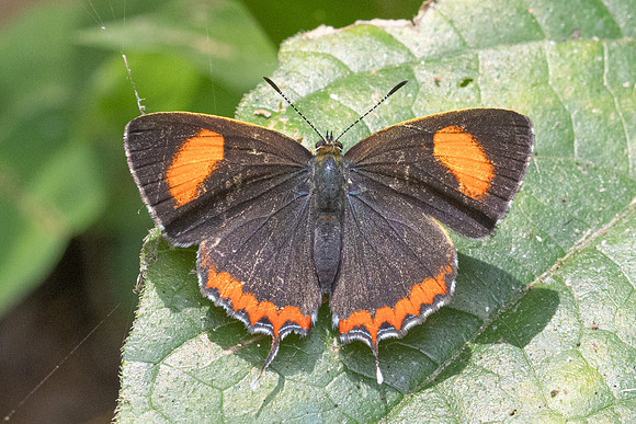 Heliophorus sp-2877- Mae Kampong Waterfall - 18/02/26