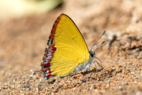 Heliophorus sp-3598- Doi-Suthep (1180 m) - 20/02/26