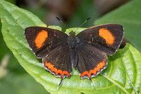 Heliophorus sp-2848- Mae Kampong Waterfall - 18/02/26
