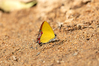 Heliophorus sp-3597- Doi-Suthep (1180 m) - 20/02/26