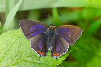 Heliophorus sp-3668 - Doi-Suthep (1180 m) - 20/02/26